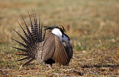 Gunnison Sage-Grouse